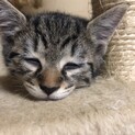 ノラ子猫保護してます