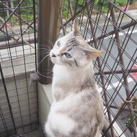 ララ