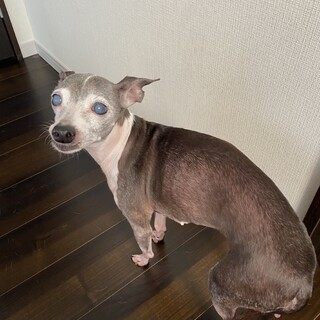 イタリアングレーハウンド13才♀