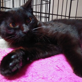里親決定。若い黒猫の舞ちゃん避妊検査済み