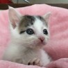 里親決定。捨てられていたりんたろう君 サムネイル3