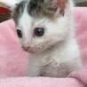 里親決定。捨てられていたりんたろう君 サムネイル4