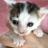 里親決定。捨てられていたりんたろう君 サムネイル5