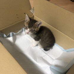 助けてください、呼吸困難の子猫を保護しました