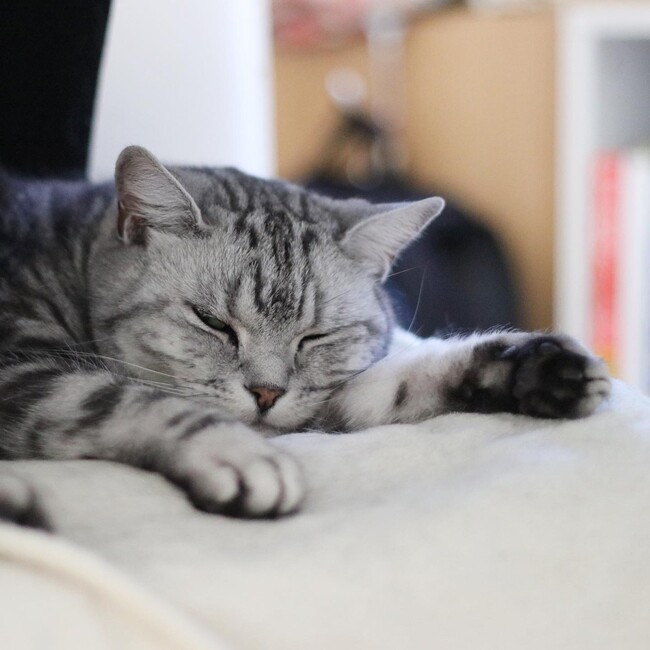 たくりょうママのカバー写真