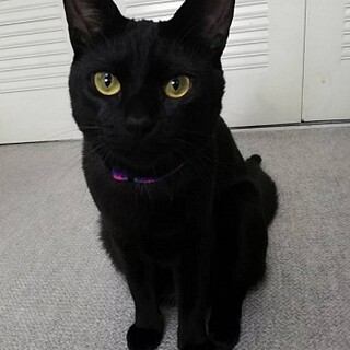 とっても甘えん坊の女の子　ひめちゃん