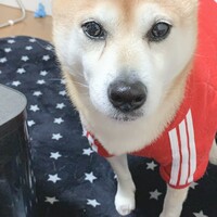シェピ