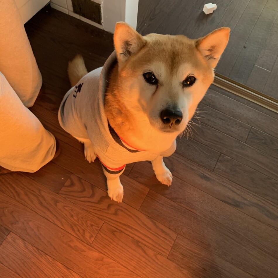 シェピのカバー写真