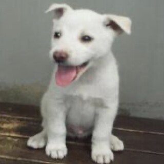 里親様に迎えられました。子犬♂042