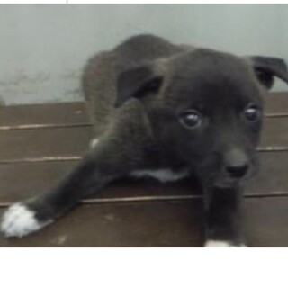 里親様に迎えられました。子犬♂043