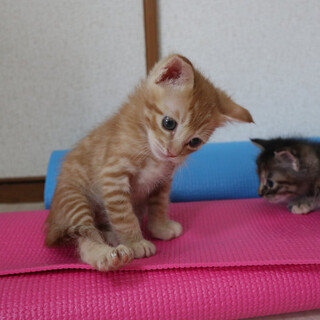 茶トラのキンカン