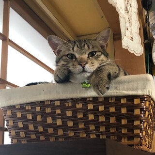 人懐っこいキジトラ