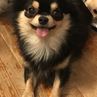 ブラタンのイケメンチワワ