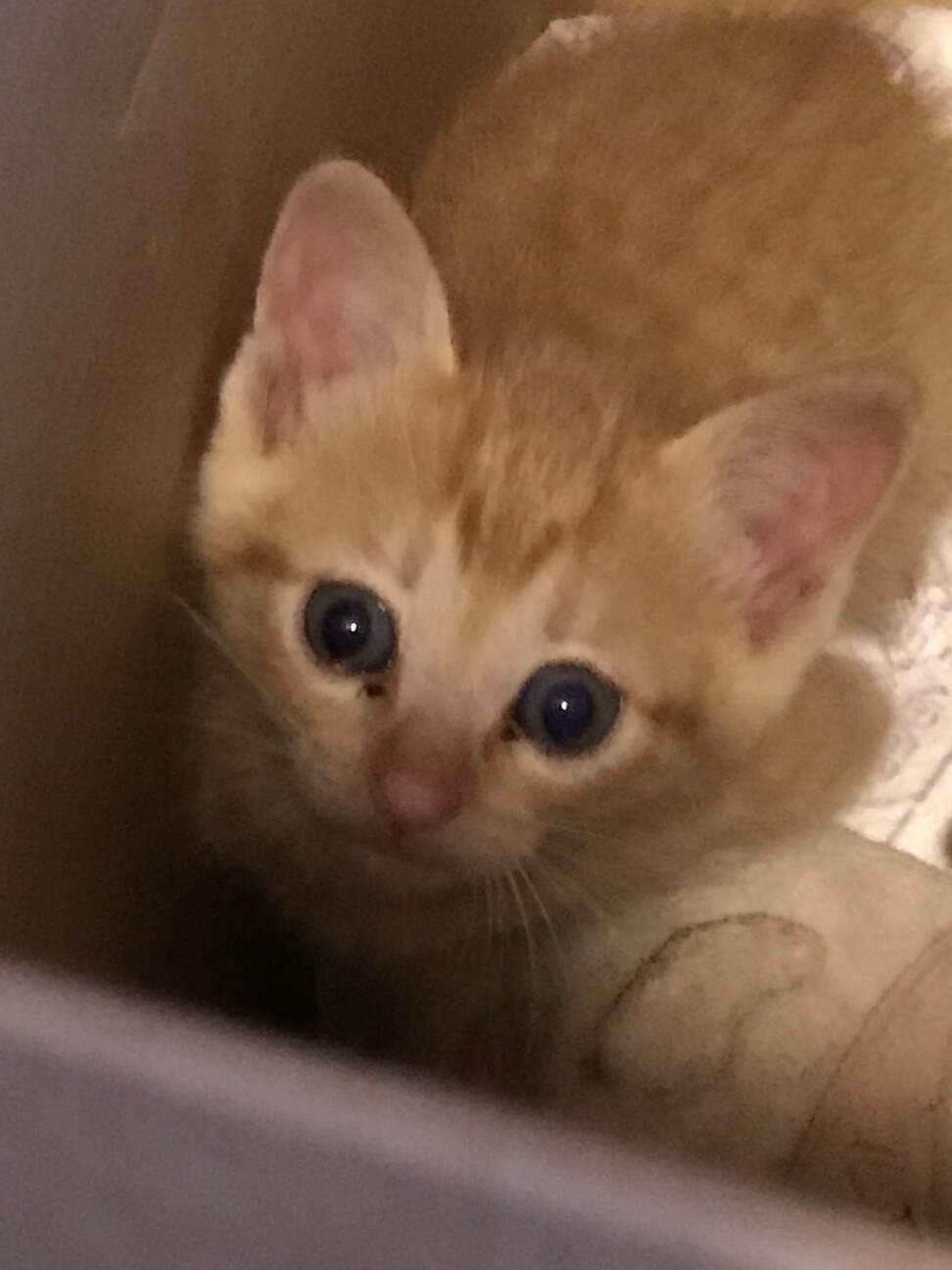 生後2が月くらいの茶トラ 福岡県 猫の里親募集 3136 ペットのおうち 月間利用者150万人