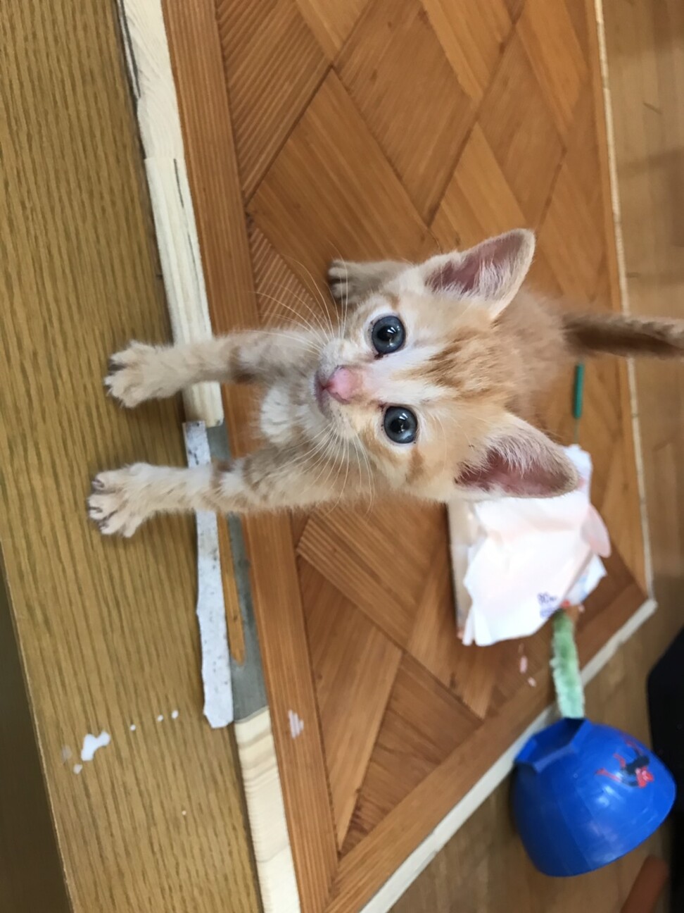 生後2が月くらいの茶トラ 福岡県 猫の里親募集 3136 ペットのおうち 月間利用者150万人