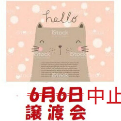 6/6譲渡会中止「ねこの幸せさがし」