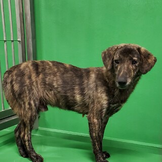 殺処分間近 サビの男の子 動画あり