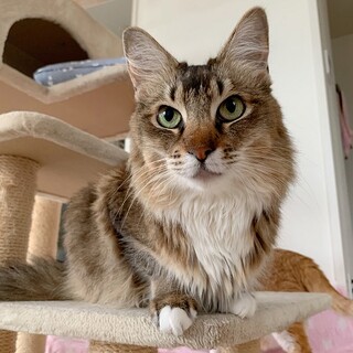 【6/21東銀座】さちこちゃん3歳♪ソマリ風長毛