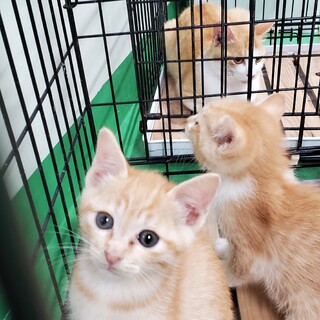 処分間近 母子 可愛い茶トラの兄弟 動画あり