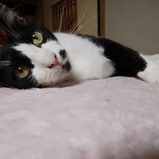 本当は甘えん坊です　チャーハンちゃん