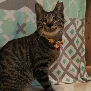 正式譲渡(*^^*)！おはぎちゃん☆