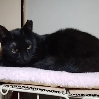 お膝が定位置メンマちゃん