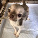 １歳前チワワ
