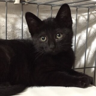 募集停止中 甘えん坊な黒猫女の子2.5ヶ月