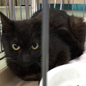 クリクリお目の黒猫ちゃんの里親さん募集中です❣️