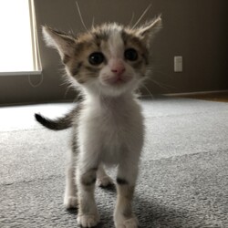 仔猫の譲渡会 サムネイル3