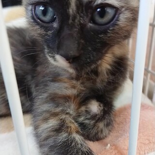 茶葉シリーズ：こぶちゃん(昆布茶)