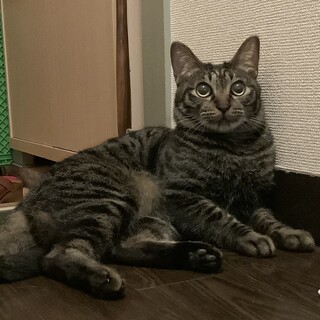 #キジトラやっち君