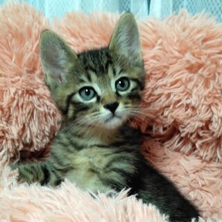 とっても可愛いキジの男の子 動画あり