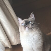 なぽれおん