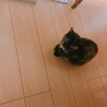 ぱるたす