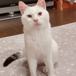 ブサカワ系のお餅くん