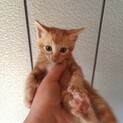 野良ちゃんが産んだ仔猫5匹保護してます