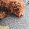 とっても甘えたなトイプードル１歳 サムネイル2