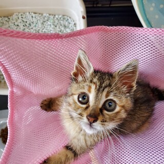 6/1に来たのでジュン、飼いやすい子だと思います。