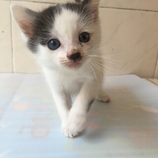 生後1ヶ月の子猫です