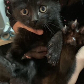 黒の男の子