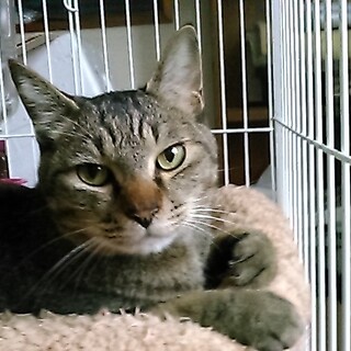 とにかく甘ったれのしょうぶ君