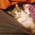 生後7ヶ月キジ猫