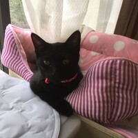 モカ