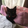 モカ