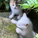 約1か月のかわいい猫ちゃん達です！(^^)