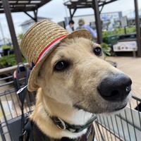 ニクス