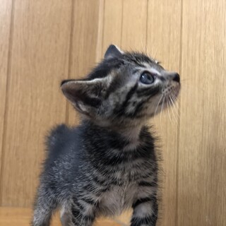 キジトラ男の子　生後1ヶ月半くらい　キューちゃん