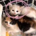 子猫ちゃん