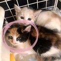 子猫ちゃん